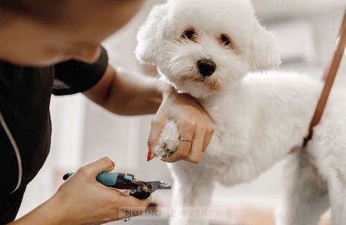 Royal Pet Spa