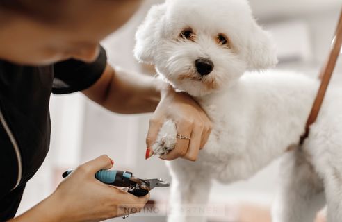Dog Grooming by Barf Revolution